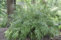 Fargesia robusta 'Green Screen' — photo 2